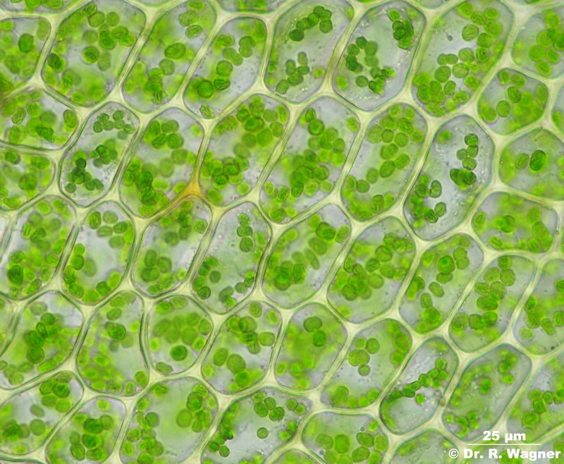 Illustration for article titled Take a minute to appreciate photosynthesis
